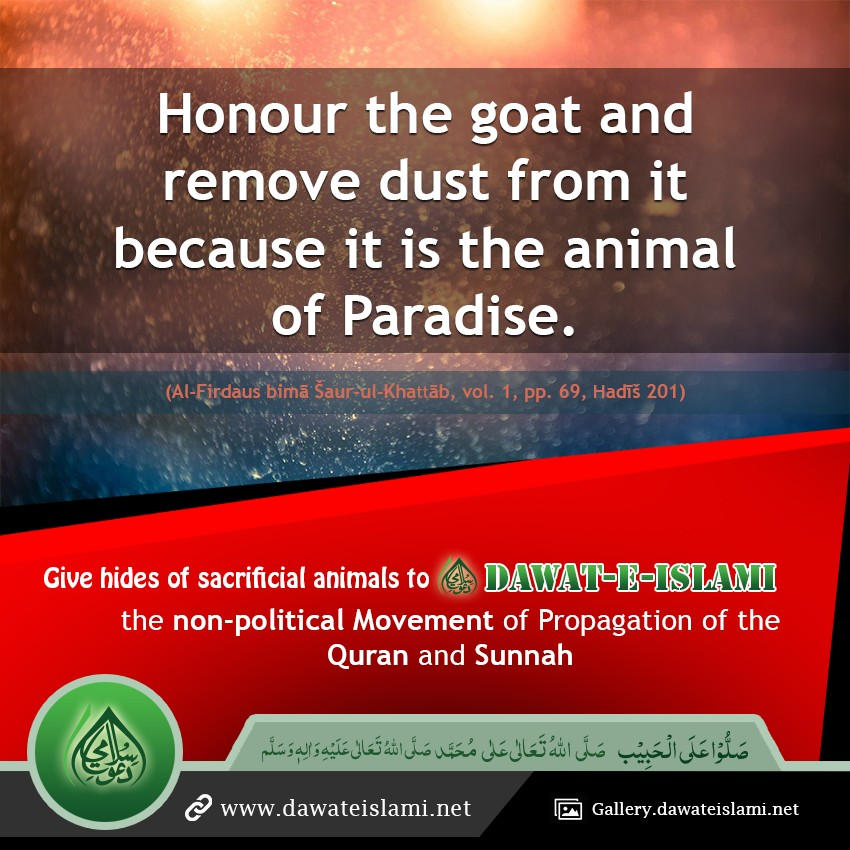 Take Care of a Goat as it is the animal of Paradise.