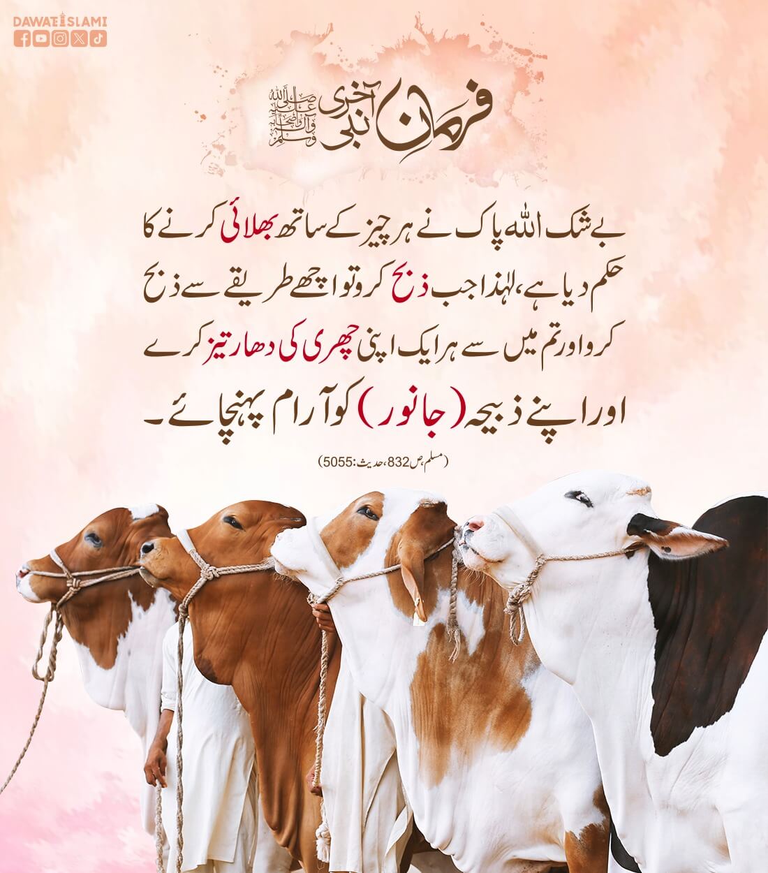 Qurbani Kay Janwaron Kay Saath Bhalai Karne Ka Hukum