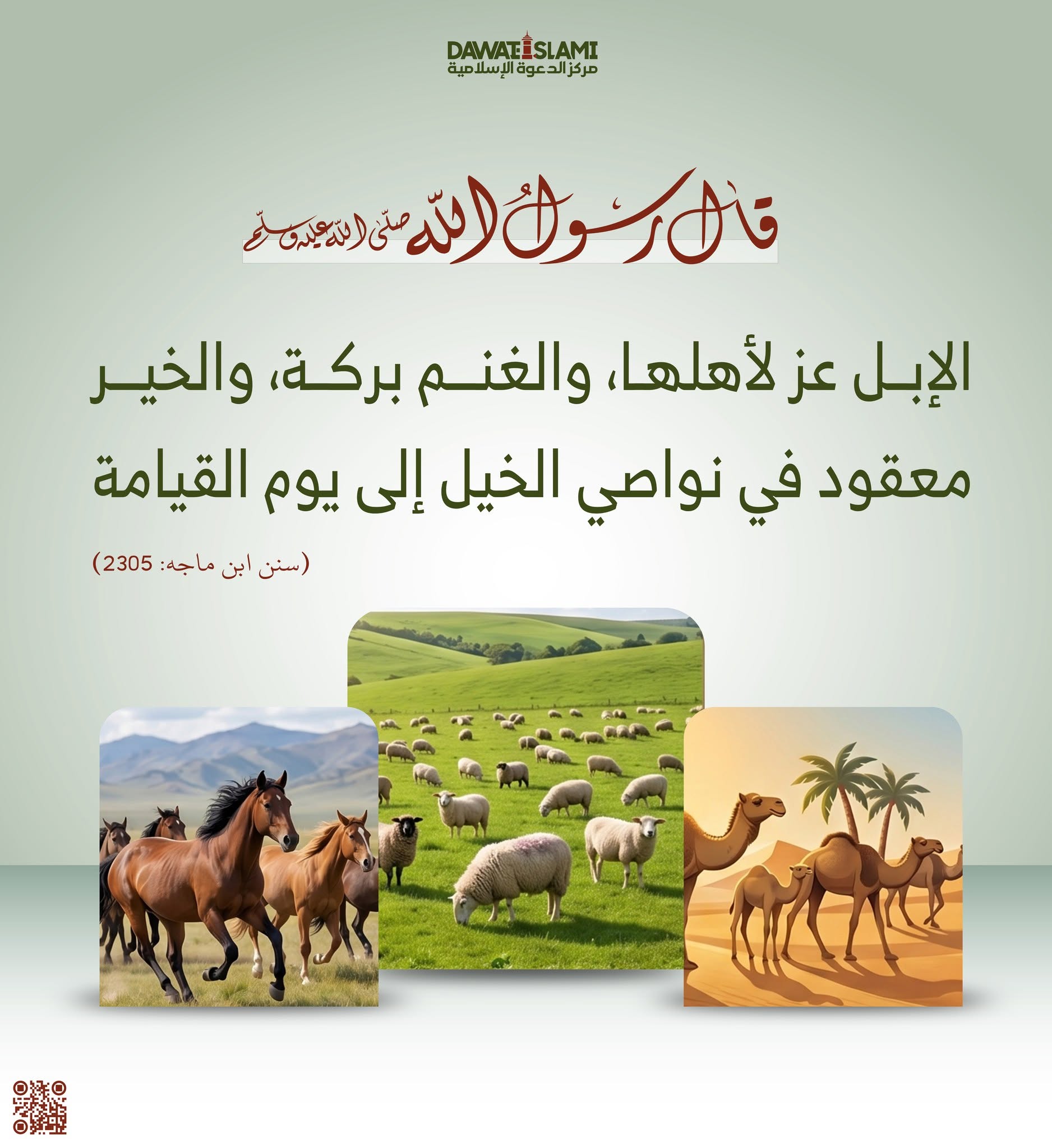  الغنم بركة