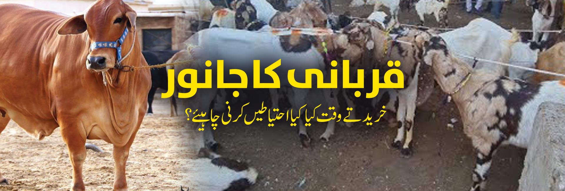 قربانی کا جانور خریدتے وقت کیا کیا احتیاطیں کرنی چاہیئے؟