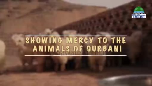 Showing Mercy To The Animals Of Qurbani