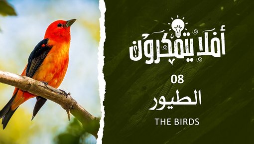 الطيور - The Birds - برنامج أفلا يتفكرون
