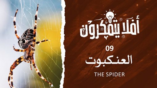 العنكبوت - The Spider - برنامج أفلا يتفكرون 