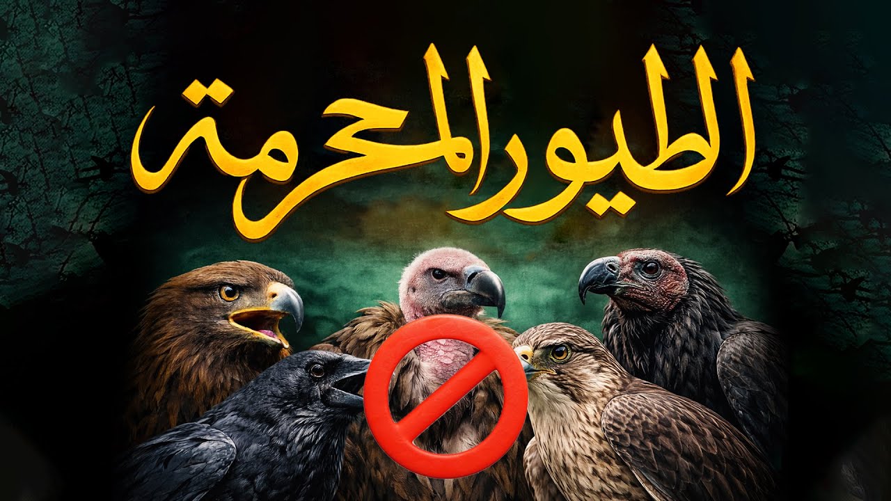 الطيور المحرمة | كيف نميز الطيور الحلال من الحرام؟