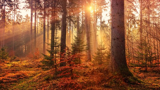 فوائد الأشجار في حياة الإنسان وأهميتها