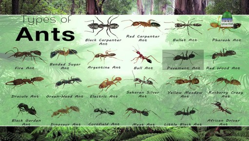 حقائق مذهلة عن النمل