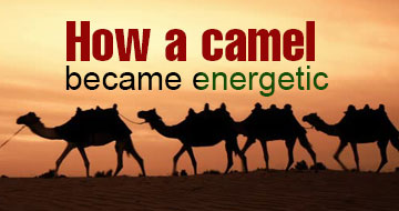 How a camel became energetic