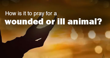 How is it to pray for a wounded or ill animal?