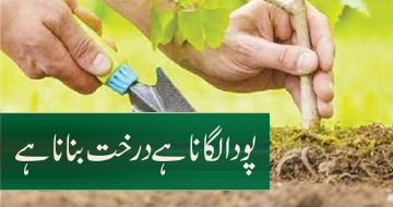پودا لگانا ہے درخت بنانا ہے
