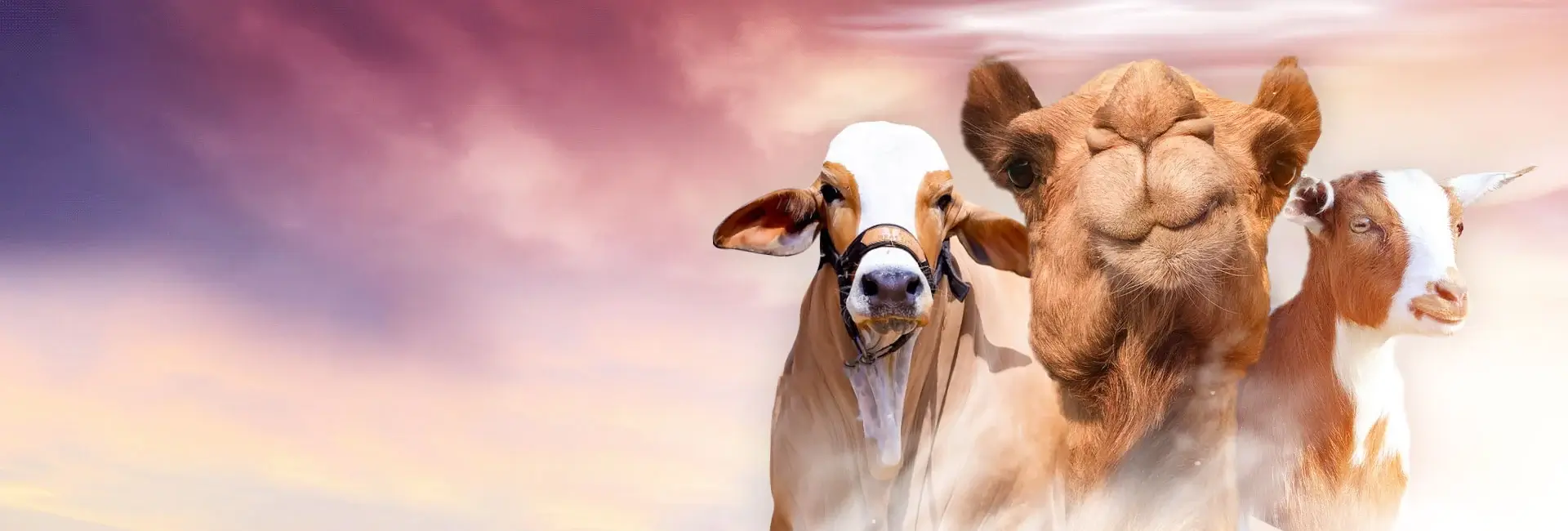 Rewards and Benefits of Qurbani