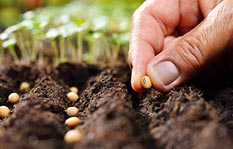 Planting Seeds of Success
