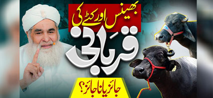 Buffalo Ki Qurbani Karna Jaiz Hai?